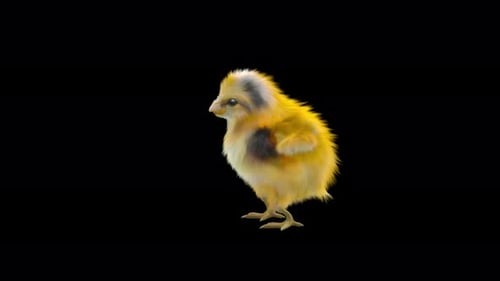 Realistic Fluffy Yellow Chick Looking Around
