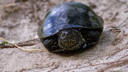 La tortue de rivière repose sur le sable. Tortue de bassin européenne Emys Orbicularis. Ralenti.