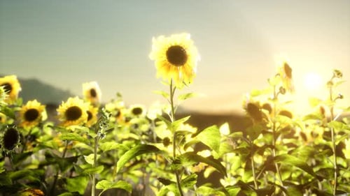 Sunflower Field on a Warm Summer Evening