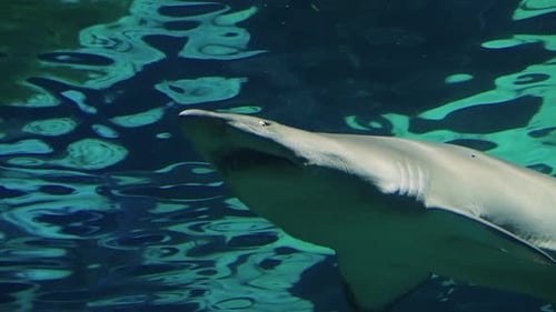 Shark Swimming Under Water View From Down