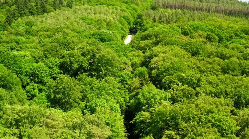 Vista aérea del bosque verde en verano, Polonia