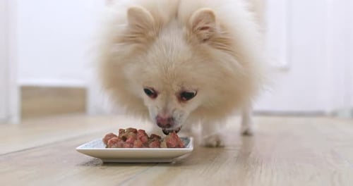 Dog Eats Food From Dish on Wood Floor