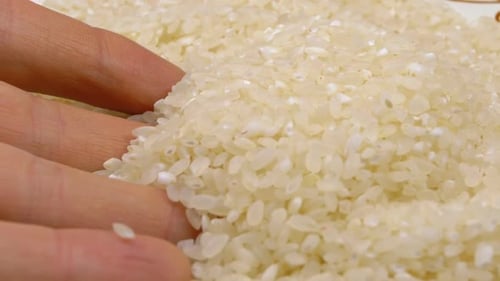 Hand Sifting Through Pile of White Rice
