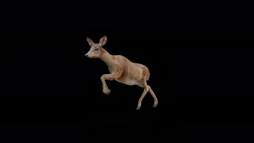 Brown Doe Saltando Vista desde el frente