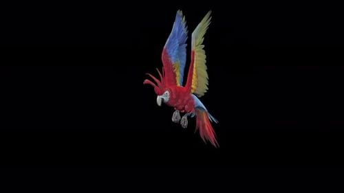 Vibrant Realistic Colorful Flying Parrot Animation