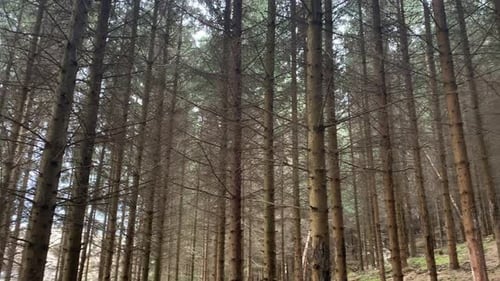 Natural pine tree forest in spring