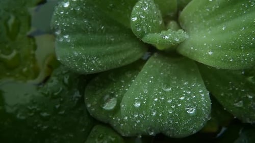 Water Drops on Plant Leaves. From Above Closeup Leaves of Green Plant with Drops of Clean Fresh