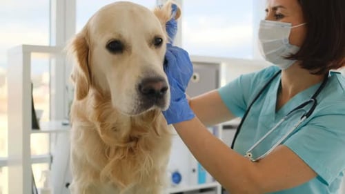 Golden Retriever Dog in Veterinary Clinic
