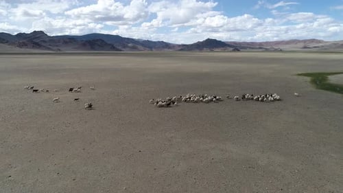 Drone flying over a flock of sheep,