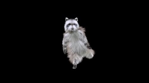 Dancing Raccoon 3D Animation with Alpha Channel