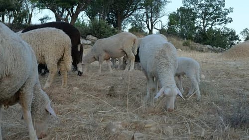 Champ de moutons