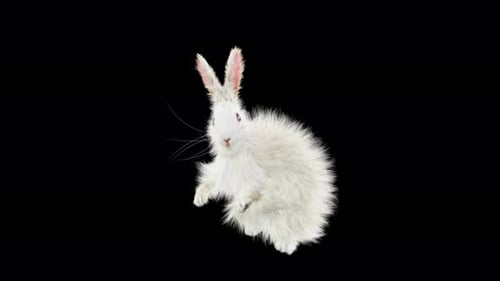 Dancing White Fluffy Rabbit Animation