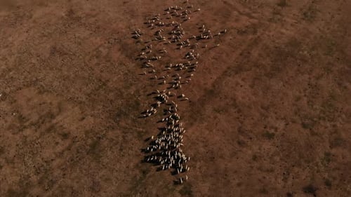 Herd of Sheep in the Field