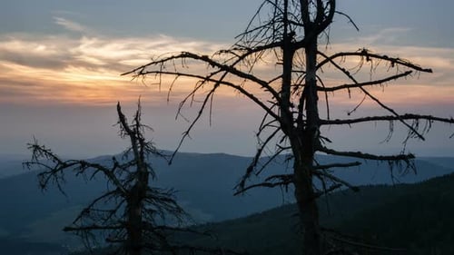 Bare Trees Against Sunset Sky in the Mountains