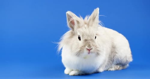 Gray Rabbit Resting on Blue Background