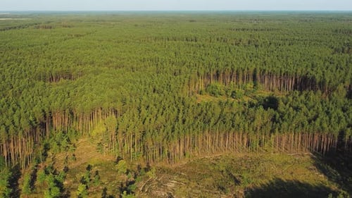Luftaufnahme Grüner Kiefernwald, Entwaldungsgebiet, Landschaft