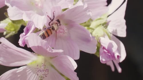 Honeybee collects nectar and flys from flower to flower. Pink wildflowers in meadow.