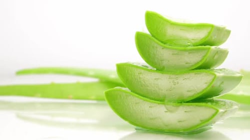 Aloe Vera leaves. Aloe Vera gel is very useful herbal medicine for skin care