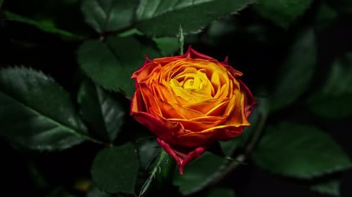 A rosa alaranjada abre o botão até a flor completa em Time Lapse em um fundo de folhas verdes.