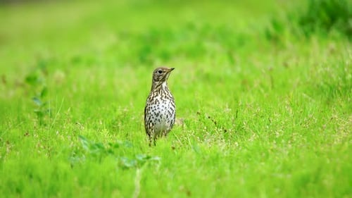 Song Thrush