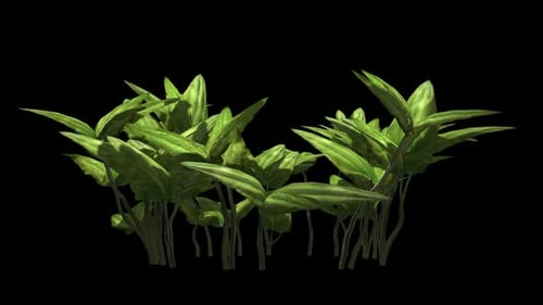 Animated Green Plant Leaves Swaying on Black Background