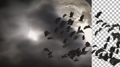 Spooky Bats Flying Across Full Moon Loop Background