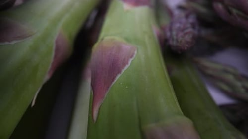Asparagus 20