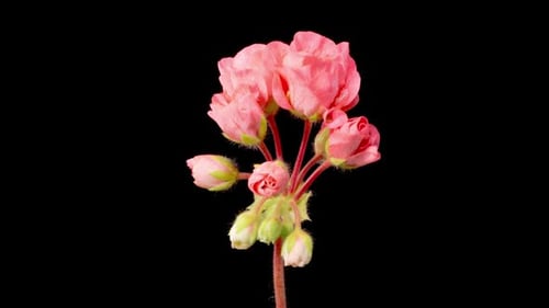 Pink Geranium Flowers Blooming in Time-Lapse