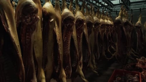 Pig Carcasses Hanging in Cold Storage