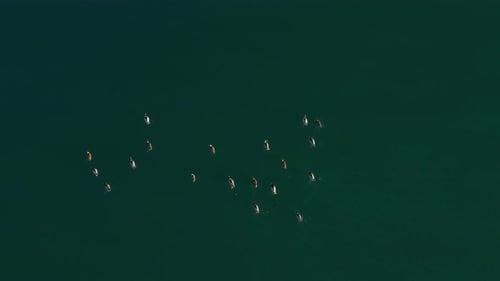 Birds Swim Together in Open Ocean from Above
