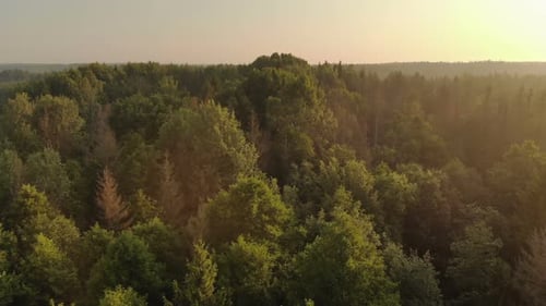 Aerial View of the Tops of Coniferous and Deciduous Trees with the Soft Light of the Rising Sun