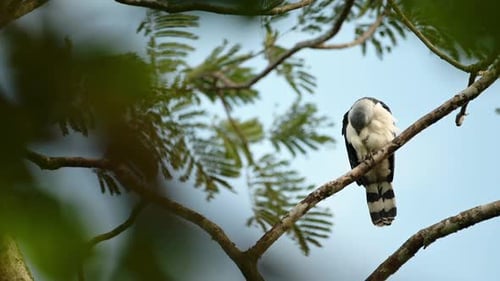 Gray Headed Kite (leptodon cayanensis), Costa Rica Bird of Prey and Wildlife, Birdlife Sitting on a