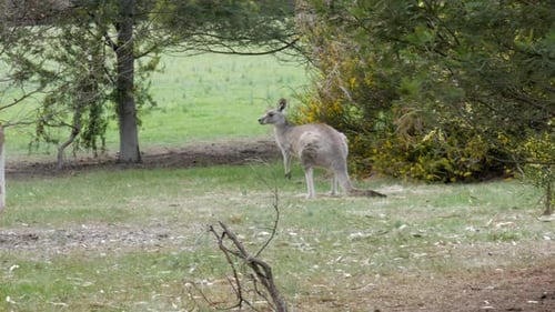 Känguru liegt im Gras, steht auf, kratzt dann ab.