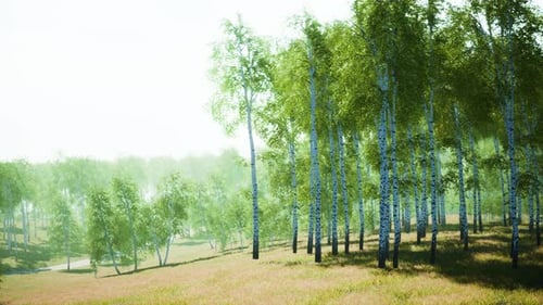 Birch Forest in Sunlight in the Morning