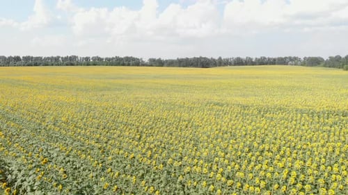 Aerial View of Endless Sunflower Field in Daytime