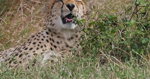 952019 Gepard, acinonyx jubatus, Porträt eines Erwachsenen, der auf Gras liegt, Masai Mara Park in Kenia, Real