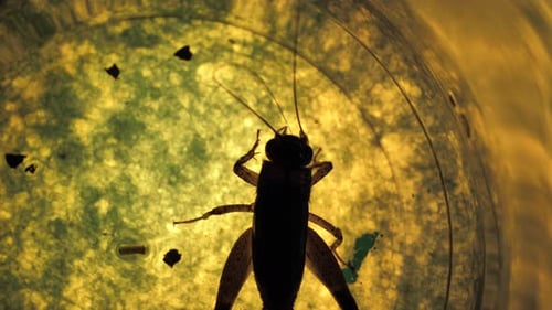 Close Up of Black Cricket Inside Container