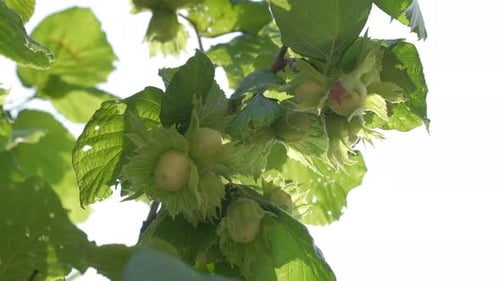 Hazelnut Trees Agriculture Field, Close up on Nuts