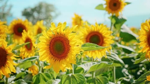 Sunflowers (2K)