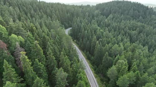 Road Into The Forest 2