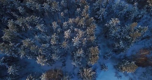 Flying Over the Snowy Tops of Trees of a Winter Pine Forest on a Sunrise