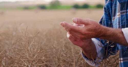 Farmer Examines Seeds in Rural Agricultural Field