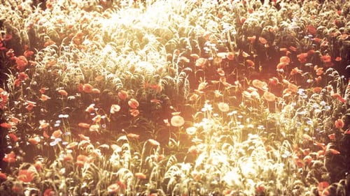 Wild Field Flowers at Summer Sunset
