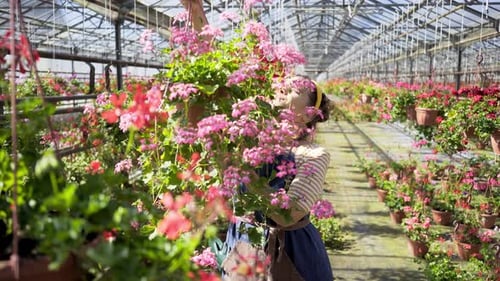 Woman Tending Pink Flowers in a Bright Greenhouse