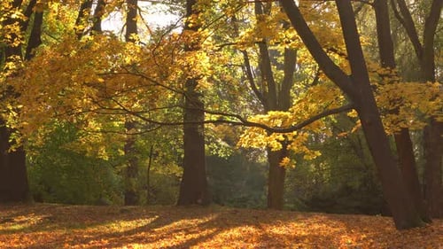 Autumn