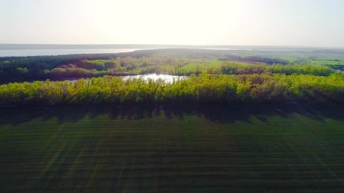 Flight Over a Field with Green Grass