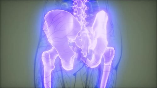 Transparent Human Body with Visible Bones