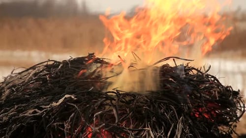 Burning Bonfire Flames Consuming Dried Plants