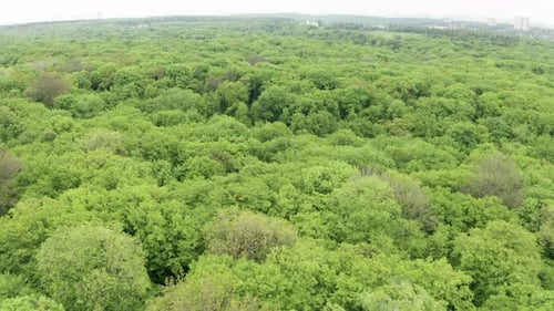Green Forest 01