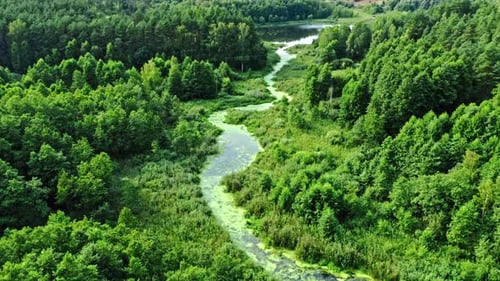 Stunning river and green algae in summer.